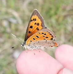 Lycaena phlaeas daimio