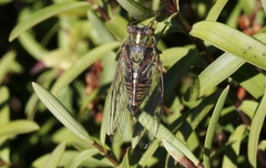 Kikihia peninsularis