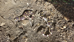 Ambystoma annulatum