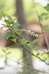 Aloysia gratissima