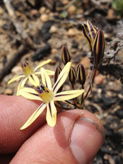 Triteleia ixioides anilina