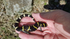 Ambystoma annulatum