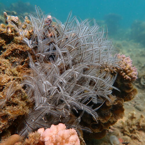 Stinging Bush Hydroid