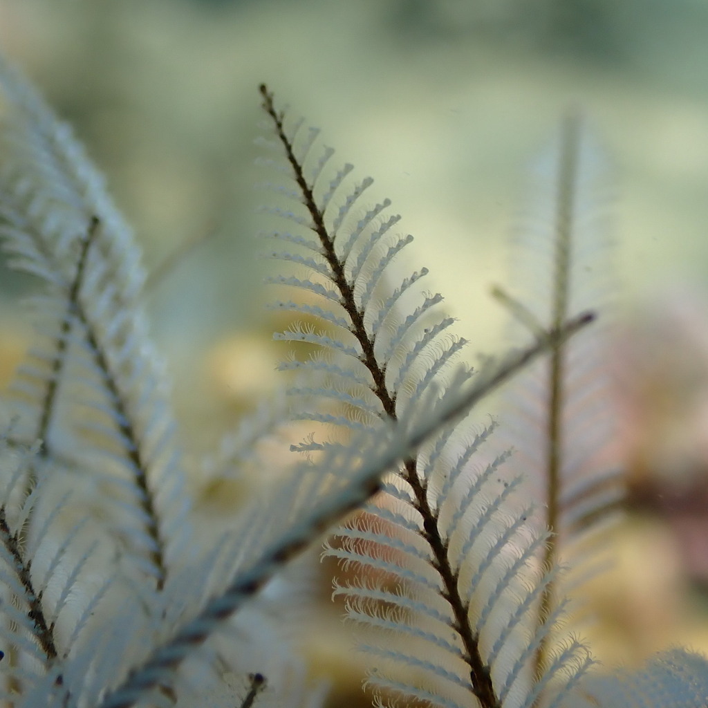 Photo of Stinging hydroid fern (Macrorhynchia philippina)