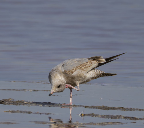 Short-billed Gull｜短嘴鸥 参考照片