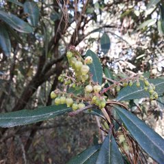 Comarostaphylis discolor