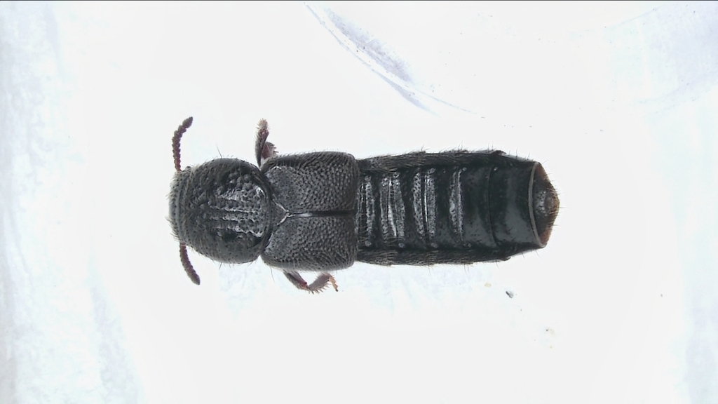 Triochara