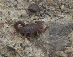 Serradigitus gertschi