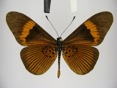 Acraea consanguinea intermedia