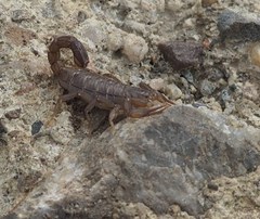 Serradigitus gertschi