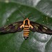 Eressa rhysoptila - Photo (c) Guillaume Thomas Doerig, some rights reserved (CC BY-NC), uploaded by Guillaume Thomas Doerig