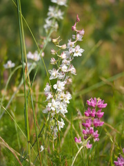 Lupinus microcarpus