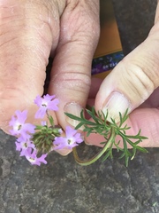 Glandularia chiricahensis