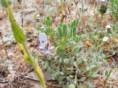 Lupinus nipomensis