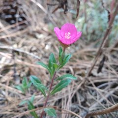 Oenothera deserticola