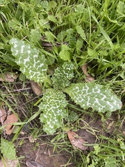 Mariendistel (Silybum marianum): Herkunft und Verwendung — Foto 3