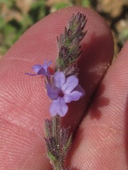 Verbena plicata