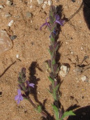Verbena plicata