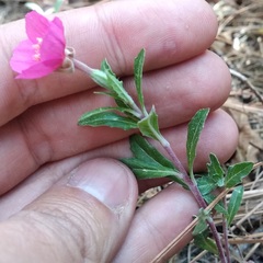 Oenothera deserticola