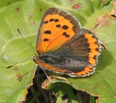 Lycaena phlaeas daimio
