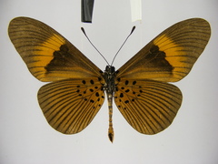 Acraea consanguinea intermedia