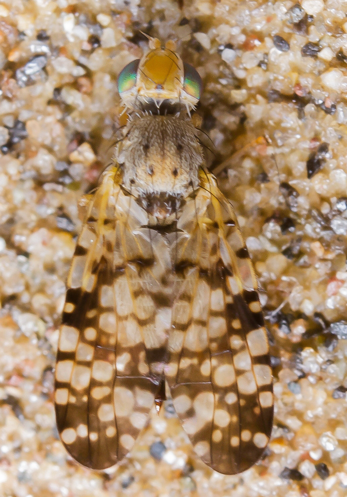 Campiglossa loewiana