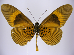 Acraea consanguinea intermedia