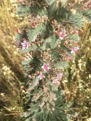 Echium glomeratum