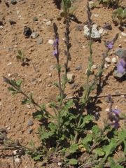 Verbena plicata