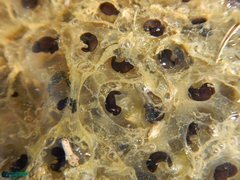 Rana pseudodalmatina