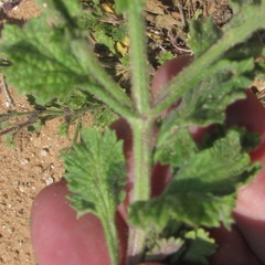 Verbena plicata