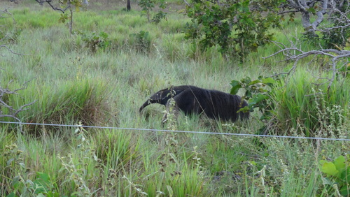 Giant Anteater