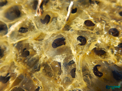 Rana pseudodalmatina