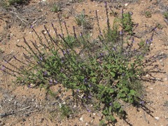 Verbena plicata