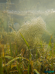 Rana pseudodalmatina