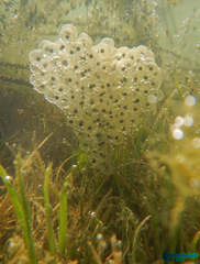 Rana pseudodalmatina