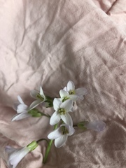 Cardamine concatenata