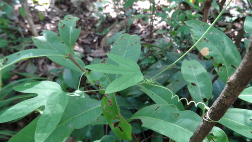 Passiflora retipetala