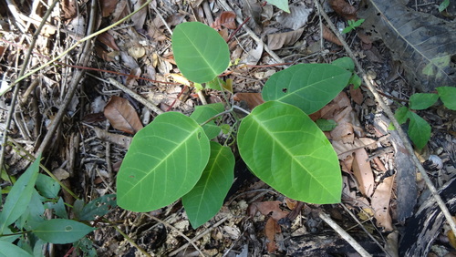 Passiflora balbis