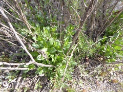 Hazardia squarrosa grindelioides