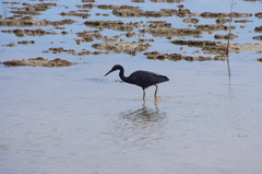Egretta sacra