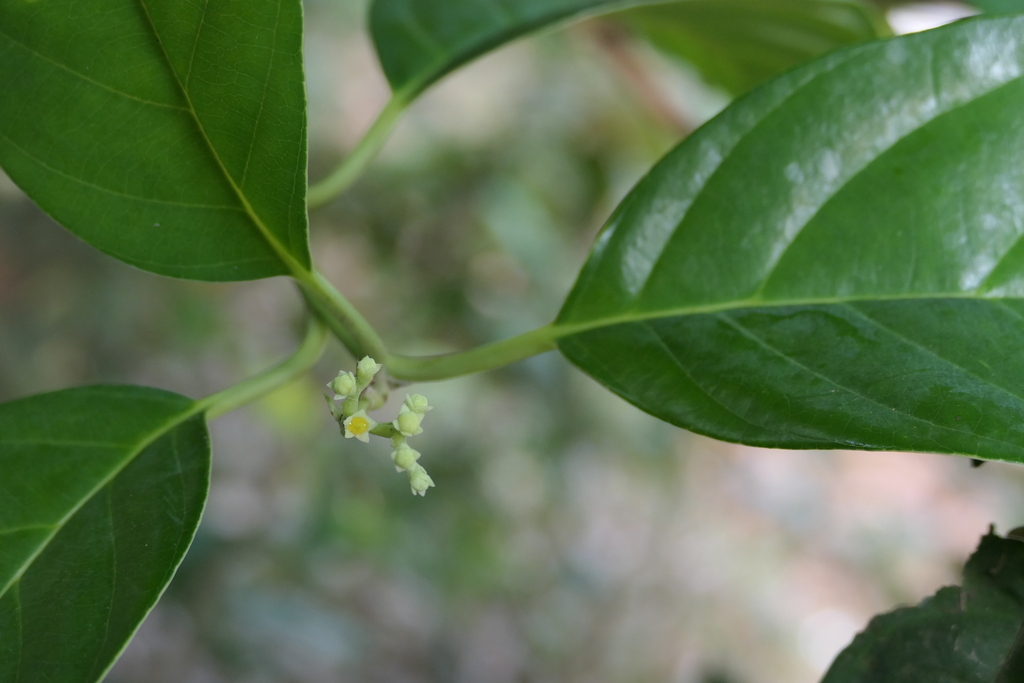 Mastixia arborea (Mastixia arborea)