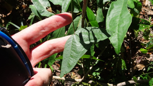 Passiflora vespertilio