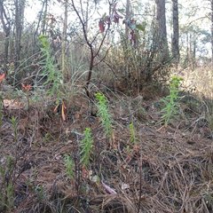 Euphorbia esuliformis