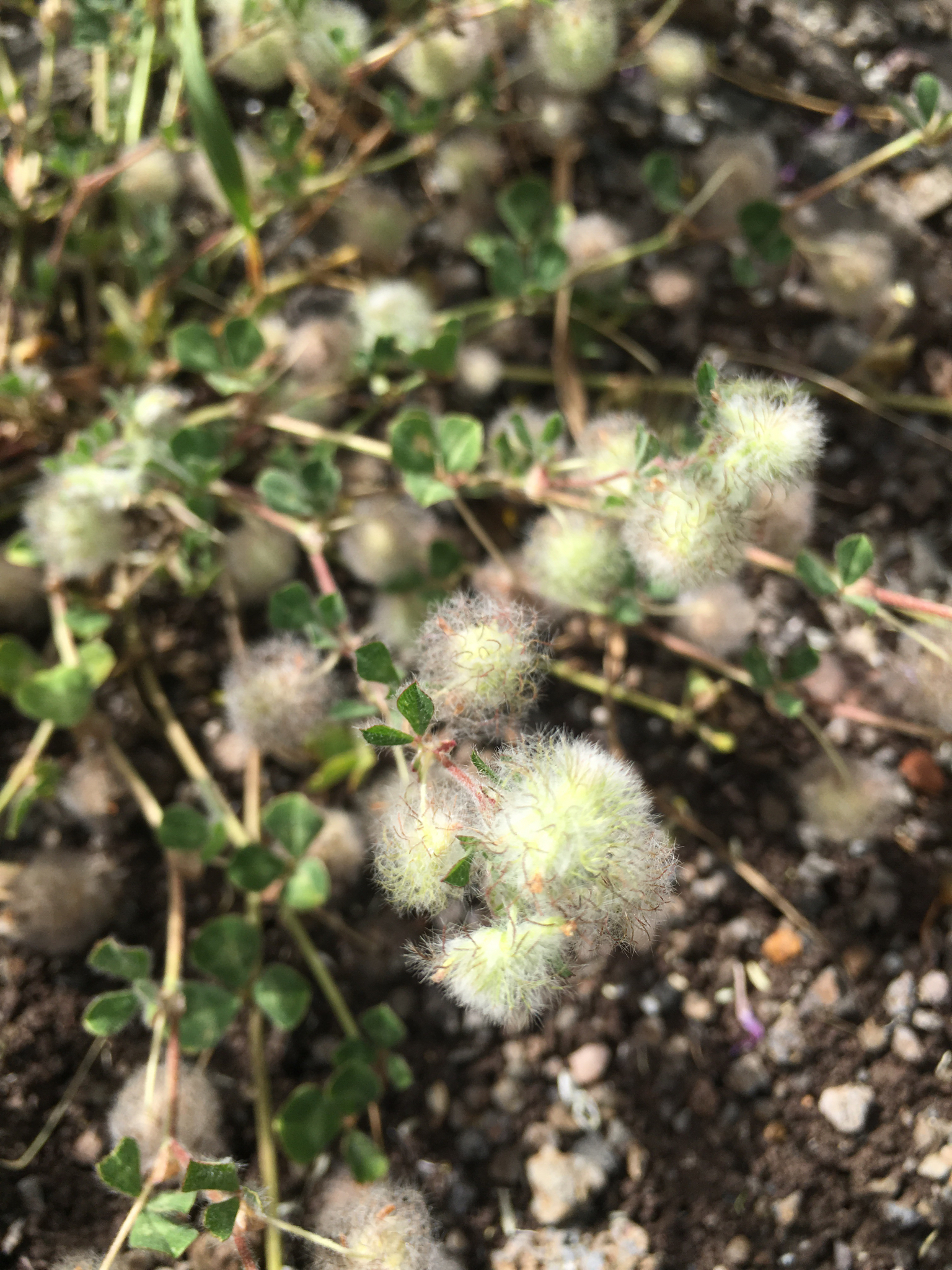 Trifolium pilulare
