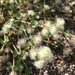 Ball Cotton Clover - Photo (c) Uriah Resheff, some rights reserved (CC BY-NC), uploaded by Uriah Resheff