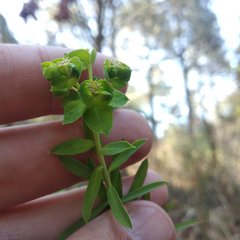 Euphorbia esuliformis