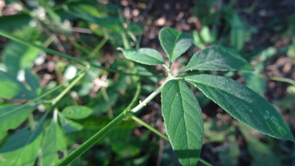 Passiflora pedata