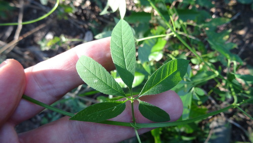 Passiflora pedata pedata