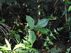 Ficus erecta